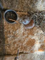 Mus porcellus Cavia, Maart, Meerdere dieren, Cavia