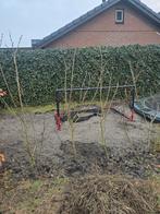 Meerdere seringen - Mooie struik voor uw tuin! (>150cm), Overige soorten, Lente, 100 tot 250 cm, Ophalen