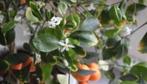 Citrus Mandarijn stekjes zelf gekweekt biologische kamerpla*, Fruitplant, Ophalen of Verzenden, In pot, Minder dan 100 cm