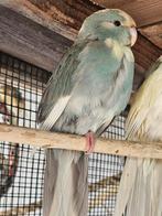 Cinnamon blauw bonte kakariki, Dieren en Toebehoren, Vogels | Parkieten en Papegaaien, Mannelijk, Parkiet, Geringd