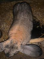 Vlaamse reus ram, Mannelijk, Groot