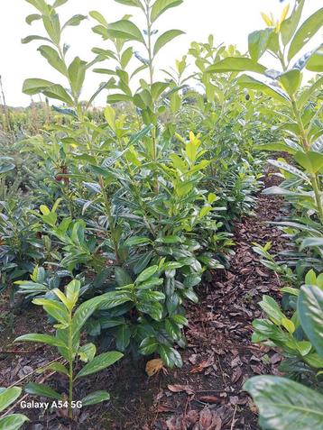 Prunus laurocerasus novita, laurier tot 150 cm beschikbaar voor biedingen