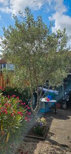 Olijfboom, Olea Europea., Tuin en Terras, Planten | Bomen, Olijfboom, 250 tot 400 cm, Zomer, Ophalen