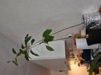 avocadoplant €10 per stuk., Huis en Inrichting, Ophalen, Halfschaduw, Minder dan 100 cm