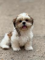 Lhasa apso pupjes, Dieren en Toebehoren, België, Overige rassen, CDV (hondenziekte), 8 tot 15 weken