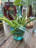 Graslelie Stekjes - Makkelijk te kweken!, Ophalen, Overige soorten, Halfschaduw, In pot