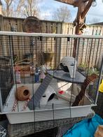 Mooie kooi voor ratjes of fret, Dieren en Toebehoren, Minder dan 60 cm, Kooi, Ophalen of Verzenden, Zo goed als nieuw