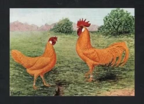 Pluimvee Kippen Leghorn buff Boerderij, Van Gink, Verzamelen, Ansichtkaarten | Dieren, Ongelopen, 1980 tot heden, Vogel, Ophalen of Verzenden