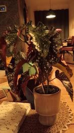 Begonia Maculata met pot, Huis en Inrichting, Kamerplanten, Ophalen, Overige soorten, Minder dan 100 cm