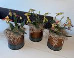 Mini kunst orchideeën in roest/zwart kleurige potten, Ophalen of Verzenden, Zo goed als nieuw