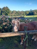 Shet met pensioen zoekt verzorger // verzorgpony aangeboden, Dieren en Toebehoren, Ophalen, Overige soorten