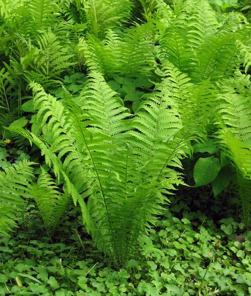 Bekervaren, Matteuccia, Tuin en Terras, Planten | Tuinplanten, Vaste plant, Halfschaduw, Ophalen of Verzenden