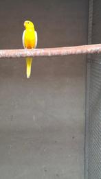 Lutino Elegant, Dieren en Toebehoren, Vogels | Parkieten en Papegaaien, Mannelijk, Parkiet, Geringd