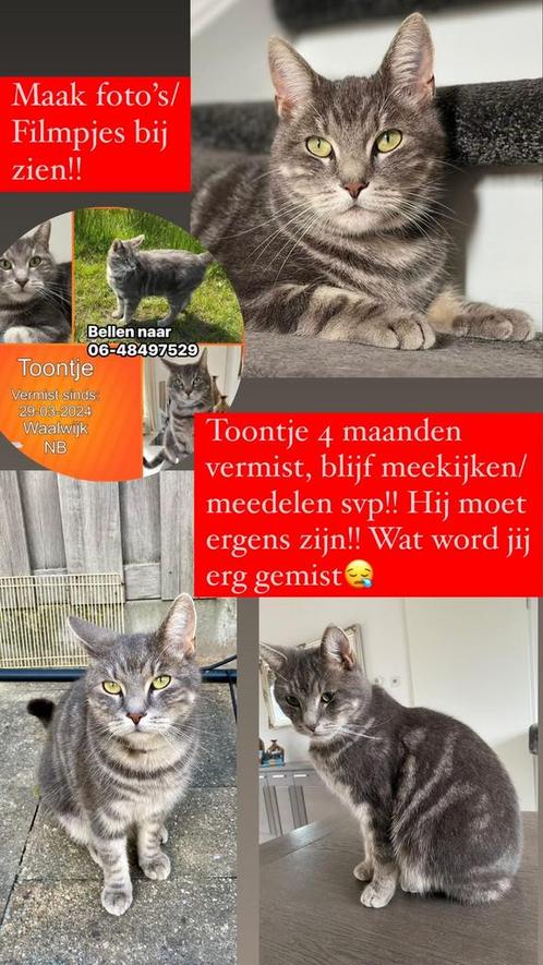 VERMIST kater Toontje, Dieren en Toebehoren, Vermiste en Gevonden Dieren