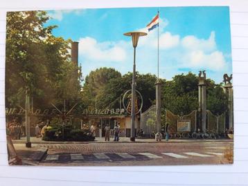 ansichtkaart Rotterdam Diergaarde Blijdorp beschikbaar voor biedingen