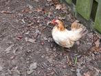 Trio serama's., Dieren en Toebehoren, Pluimvee, Meerdere dieren, Kip