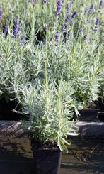 Lavendel, Tuin en Terras, Planten | Tuinplanten, Ophalen of Verzenden, Overige soorten, Volle zon