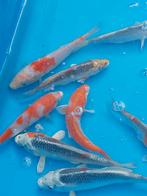 Koi karpers, Dieren en Toebehoren, Vissen | Vijvervissen, Karper of Koi