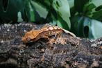 Wimpergekko nakweekje, Dieren en Toebehoren, Reptielen en Amfibieën