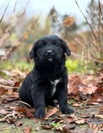 Lieve Friese Stabij x Golden retriever pups met garantie, Dieren en Toebehoren, Nederland, Overige rassen, 8 tot 15 weken, CDV (hondenziekte)