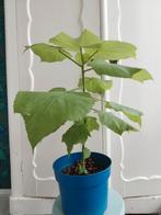 Prachtige kamerlinde Sparmannia Africana kamerplant, Huis en Inrichting, Ophalen, Overige soorten, Halfschaduw, Minder dan 100 cm