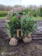 Laurier Prunus novita 80-100cm haag planten struik met kluit, Ophalen of Verzenden, Laurier, Struik, Minder dan 100 cm