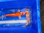 Koi, Steur, Vijverpompen, Graskarpers, Goudelritsen, Filters, Karper of Koi