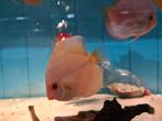 Discus Platinum Albino, Symphysodon Discus, Dieren en Toebehoren, Vis, Zoetwatervis
