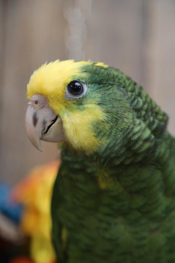 Jonge Baby Dubbel Geelkop Amazones | Handtam | Nieuwsgierig, Dieren en Toebehoren, Vogels | Parkieten en Papegaaien, Papegaai