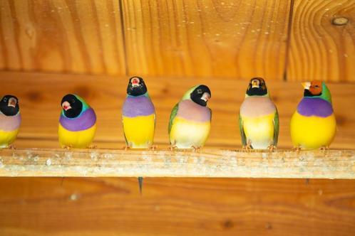 Gouldamadine Oranjekop koudkweek man, Dieren en Toebehoren, Vogels | Overige Vogels, Tropenvogel, Mannelijk