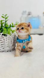 Kitten of  Scottish golden chinchilla, Dieren en Toebehoren, Katten en Kittens | Raskatten | Langhaar, Kater