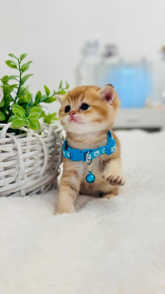 Kitten of  Scottish golden chinchilla, Dieren en Toebehoren, Katten en Kittens | Raskatten | Langhaar, Kater