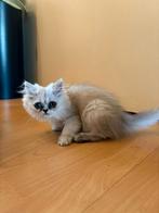 2 langharige zilver schadow pers poesjes en katertje, Dieren en Toebehoren, Katten en Kittens | Raskatten | Langhaar, Meerdere dieren