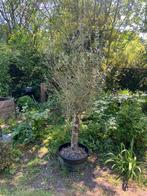 Olijfboom winterhard, Tuin en Terras, Bloeit niet, 100 tot 250 cm, Olijfboom, Ophalen
