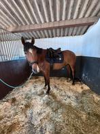 Recreatie pony, Dieren en Toebehoren, Pony's, Gechipt, B, Ruin, 3 tot 6 jaar