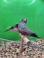 Te koop koppel charcoal man split charcoal masker van 2024, Dieren en Toebehoren, Vogels | Overige Vogels, Meerdere dieren