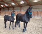 Friese ster Merrie Eise x Tsjalke, Dieren en Toebehoren, Paarden, Merrie, B, Dressuurpaard, 160 tot 165 cm