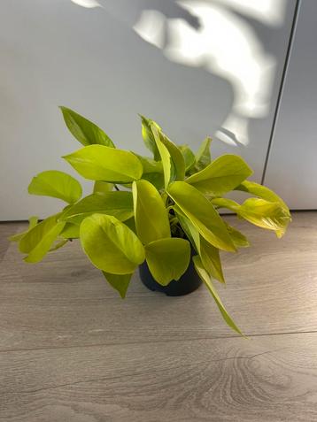 Epipremnum golden pothos beschikbaar voor biedingen