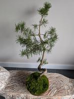Pinus Sylvestris Bonsai, Ophalen, Bloeit niet, Halfschaduw, Overige soorten