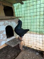 1, Dieren en Toebehoren, Vogels | Duiven, Meerdere dieren, Postduif