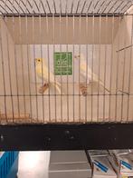 Koppel kanaries wit geelmozaiek. Meerdere koppels, Dieren en Toebehoren, Vogels | Kanaries, Meerdere dieren, Kleurkanarie