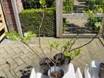 Vijgenboom stek, Tuin en Terras, Planten | Tuinplanten, Vaste plant, Fruitplanten, Ophalen, Bloeit niet