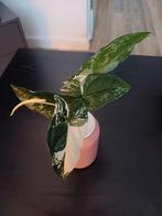 Syngonium Albo Variegata stekken, Huis en Inrichting, Kamerplanten, Ophalen of Verzenden, Overige soorten, Minder dan 100 cm