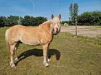 Leuke haflinger te lease., Ophalen