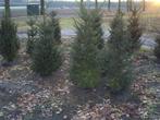 taxus baccata, Ophalen, Taxus, Haag, 100 tot 250 cm