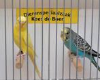 Jonge grasparkietjes leuk om tam te maken, Dieren en Toebehoren, Vogels | Parkieten en Papegaaien, Meerdere dieren, Parkiet, Tam