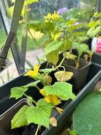Komkommer plantjes, Ophalen, Minder dan 100 cm, Overige soorten, Zomer