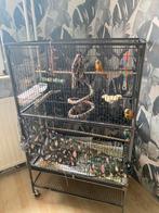 Te Koop 2 Pyrrus Vogels Met Kooi, Dieren en Toebehoren, Vogels | Parkieten en Papegaaien, Mannelijk, Parkiet, Tam