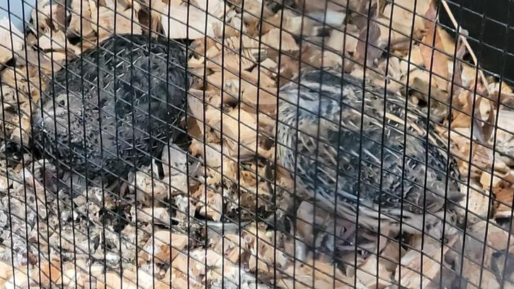 Grote kwartels koppeltje, Dieren en Toebehoren, Pluimvee, Overige soorten, Meerdere dieren