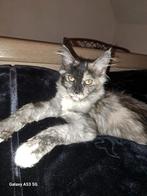 Maine coon met stamboom, Poes, Gechipt